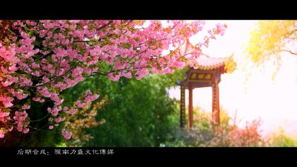 MV 沁园春 樱花